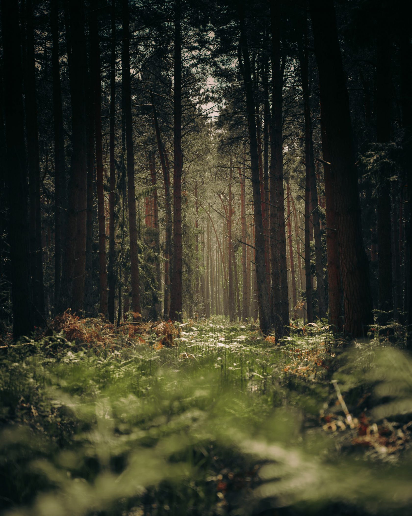 patrick-hinz-mtZ_nK35Kmo-unsplash-scaled.jpg