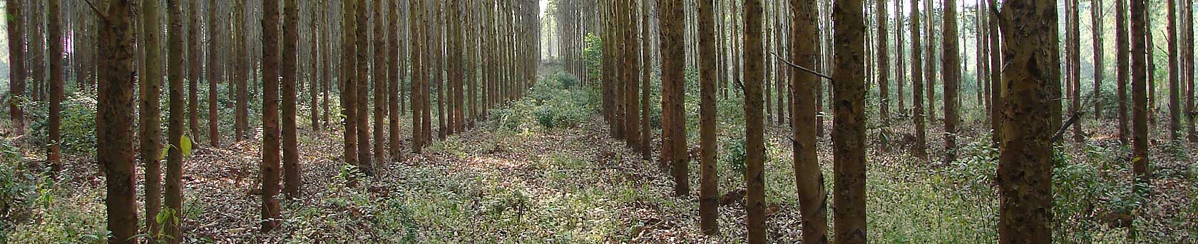 planterat planterat.jpg